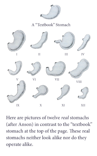 12 real stomachs in contrast to the “textbook” stomachs. 12 different looking stomachs.